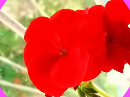 red dahlia flowered 